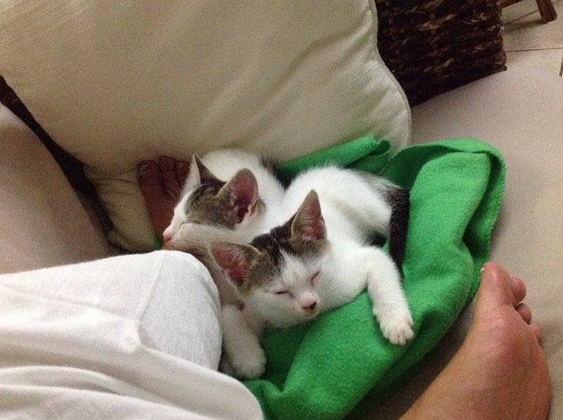 Welcome - Our twin stars!